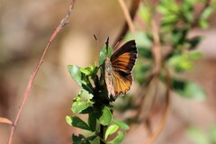 Paralucia pyrodiscus lucida
