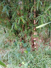 Bambusa vulgaris