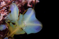 Dictyopteris undulata