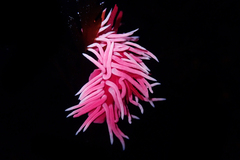 Okenia rosacea