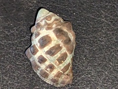 Tenguella marginalba