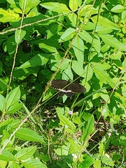 Papilio polytes polytes