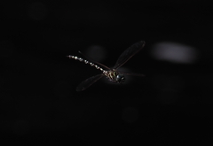 Austroaeschna speciosa