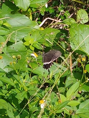 Papilio polytes polytes