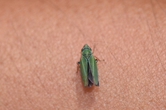 Graphocephala psephena