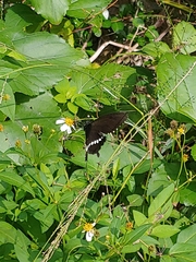 Papilio polytes polytes