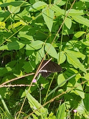 Papilio polytes polytes