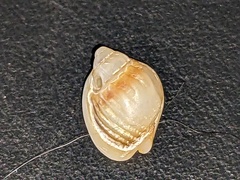 Nassarius jonasii