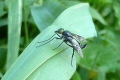 Ibisia marginata