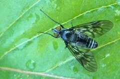 Ibisia marginata