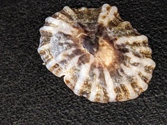 Siphonaria denticulata
