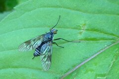 Ibisia marginata
