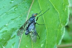 Ibisia marginata