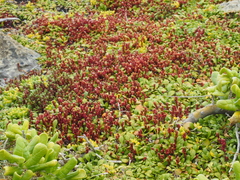 Crassula moschata