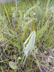 Plantago maxima