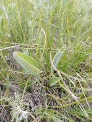 Plantago maxima