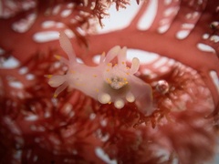 Ancula gibbosa