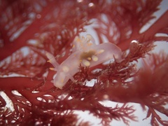 Ancula gibbosa