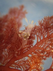 Ancula gibbosa