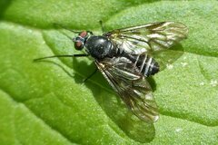 Ibisia marginata