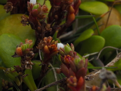Crassula moschata