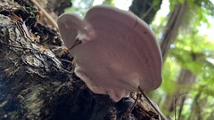 Fomitopsis hemitephra