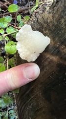Favolaschia pustulosa