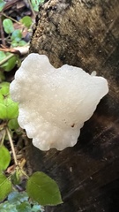 Favolaschia pustulosa