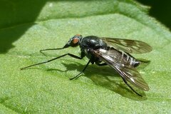 Ibisia marginata
