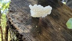 Favolaschia pustulosa