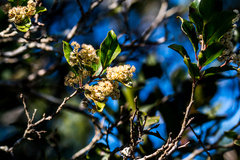 Homalium rufescens