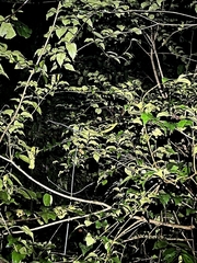 Ahaetulla farnsworthi