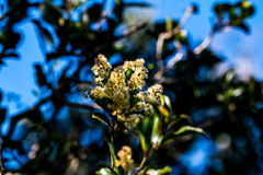 Homalium rufescens