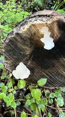 Favolaschia pustulosa