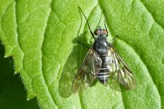 Ibisia marginata