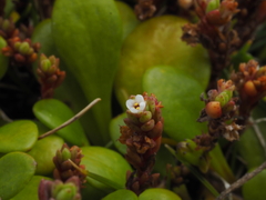 Crassula moschata