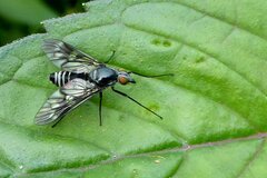 Ibisia marginata