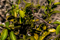 Salacia gerrardii