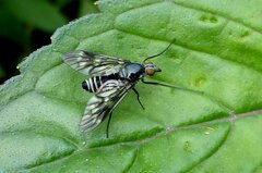 Ibisia marginata