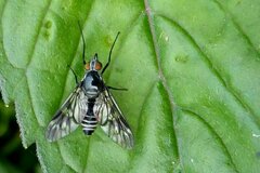 Ibisia marginata