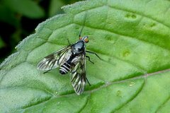 Ibisia marginata