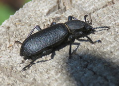 Iphthiminus serratus