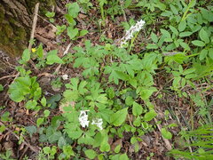 Corydalis cava