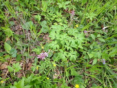 Corydalis cava