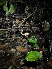 Craspedocephalus malabaricus