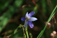 Dianella amoena