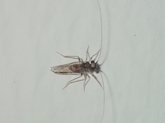 Stenopsocidae