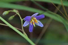 Dianella amoena