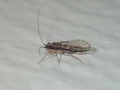 Stenopsocidae