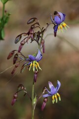 Dianella amoena